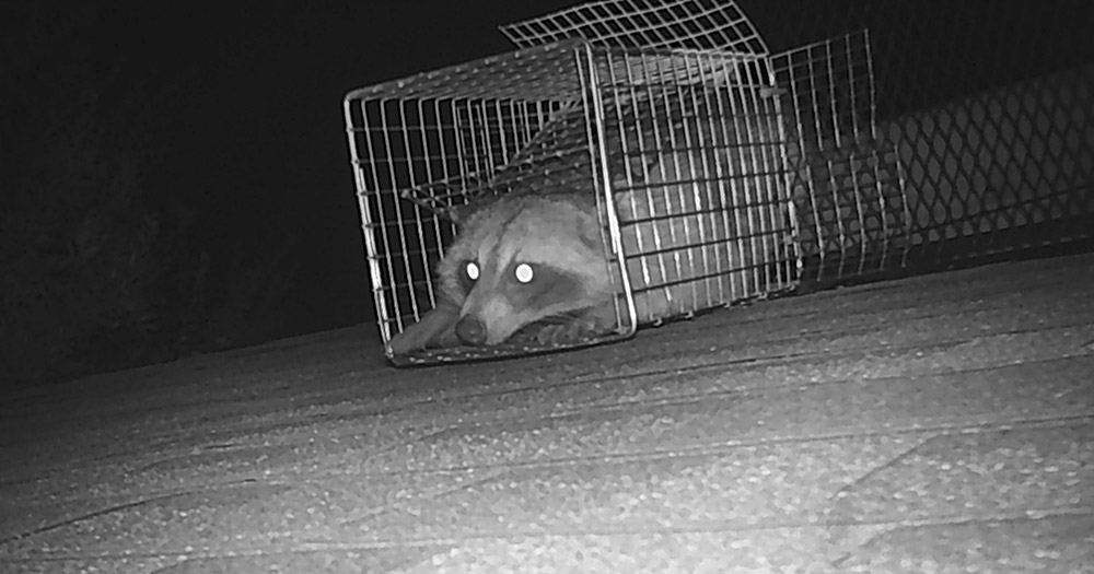 Raccoon Trapping in San Antonio