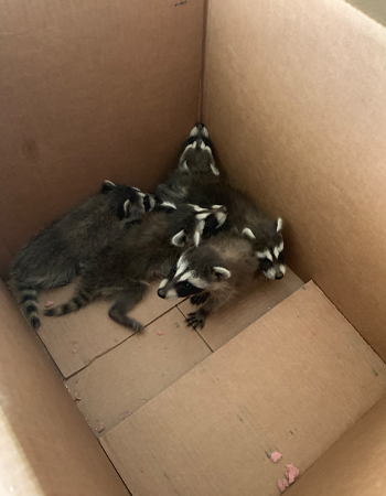 Box of Baby Raccoons