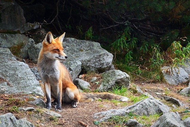Fox Sitting On Rocks in San Antonio