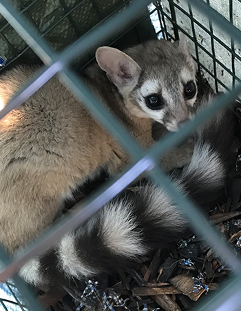Ringtail in Live Trap