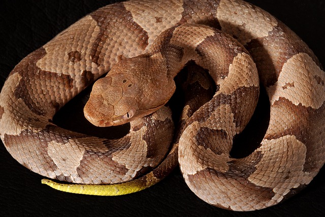 Copperhead Snake in San Antonio TX