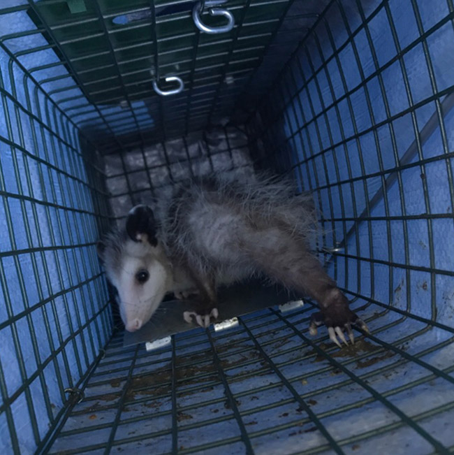 Opossum in Live Trap