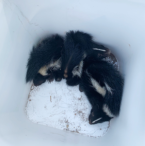 Skunk Babies in White Container