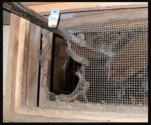 Foundation Vent damage from animal