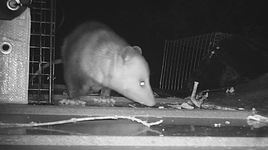 Opossum control in San Antonio 