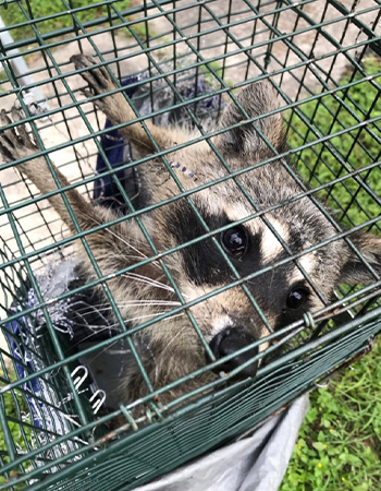 Raccoon in Steel Live Trap