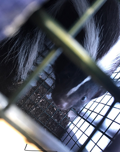 Striped Skunk in Live Trap