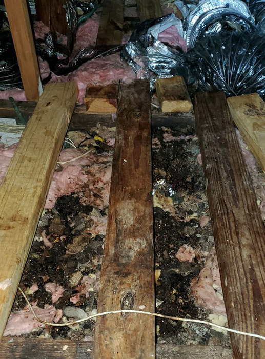 San Antonio Attic Restoration due to Soiled Insulation