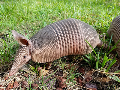 Nine Banded Armadillo in Yard